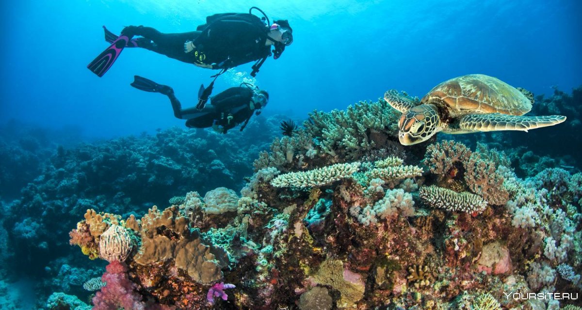 Дайвинг в Австралии большой Барьерный риф