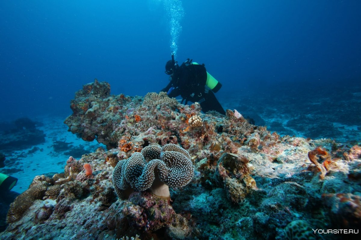 Барьерный риф под водой