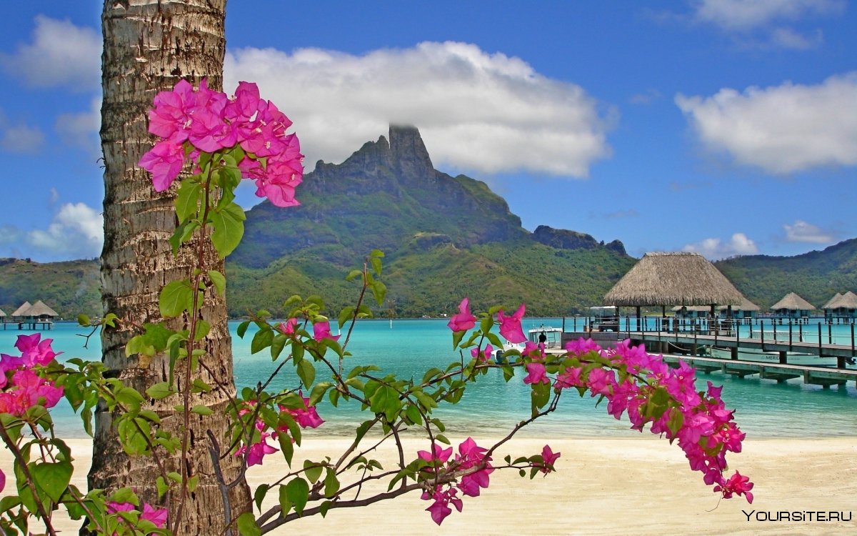 Тропический остров цветы