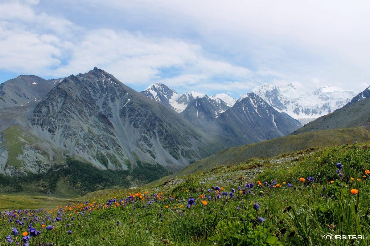 Луга Алтая горный Алтай