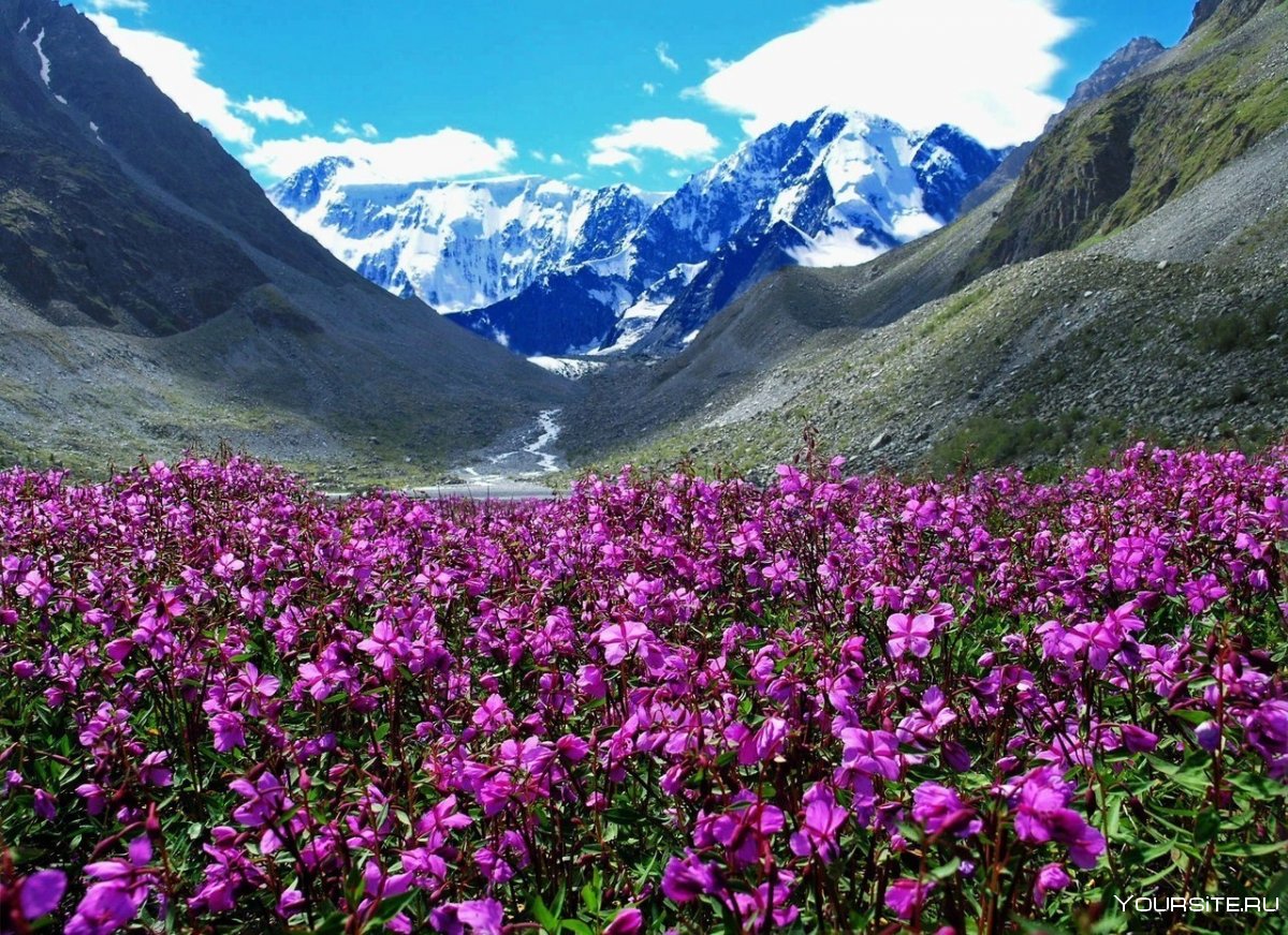 Цветы в горах Алтая