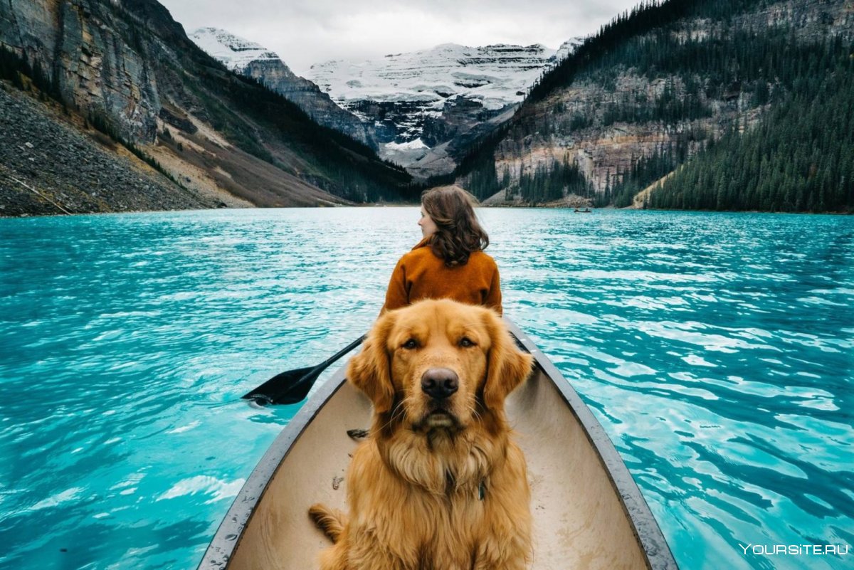 Человек и собака путешествуют