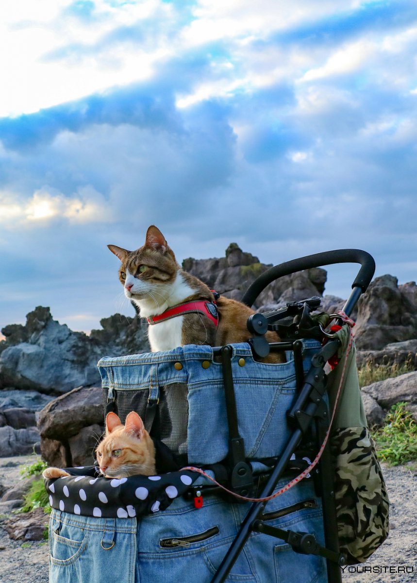 Кот путешественник