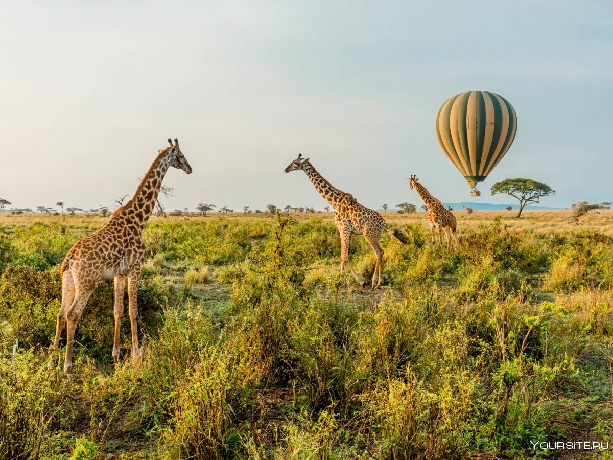 Safari Lodge Serengeti
