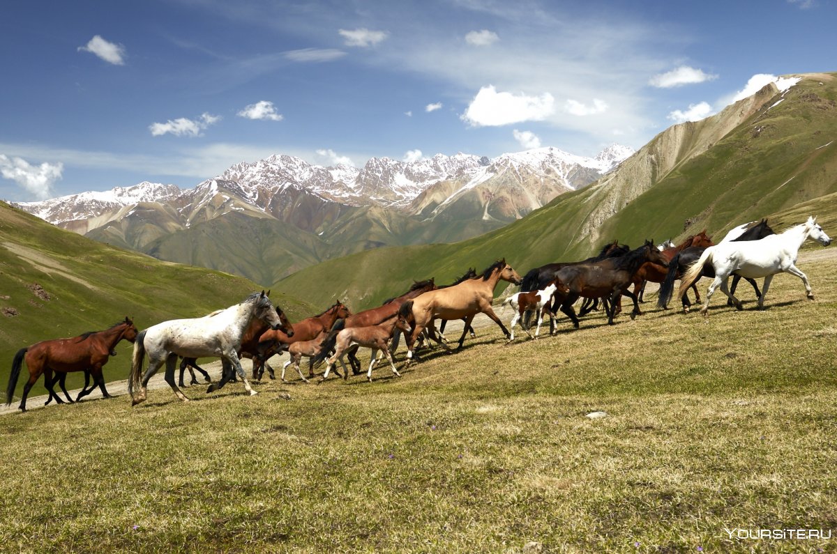 Жайлоо Киргизия юрта гора