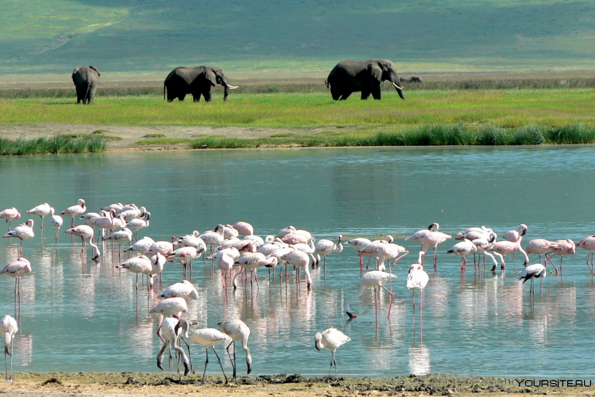 Национальный парк Африки Нгоронгоро , Танзания