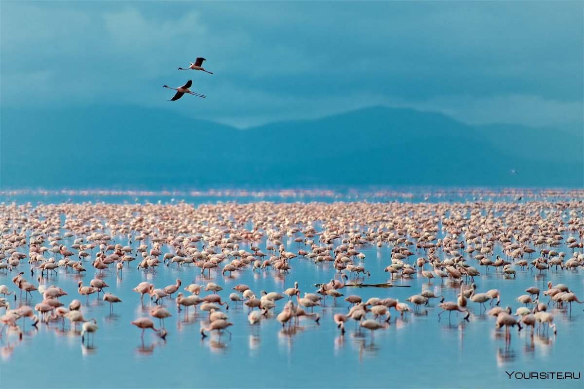 Озеро Маньяра парк где очень много птиц