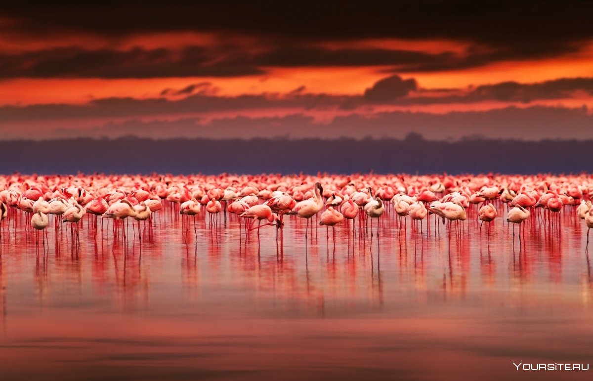 Озеро Накуру Кения