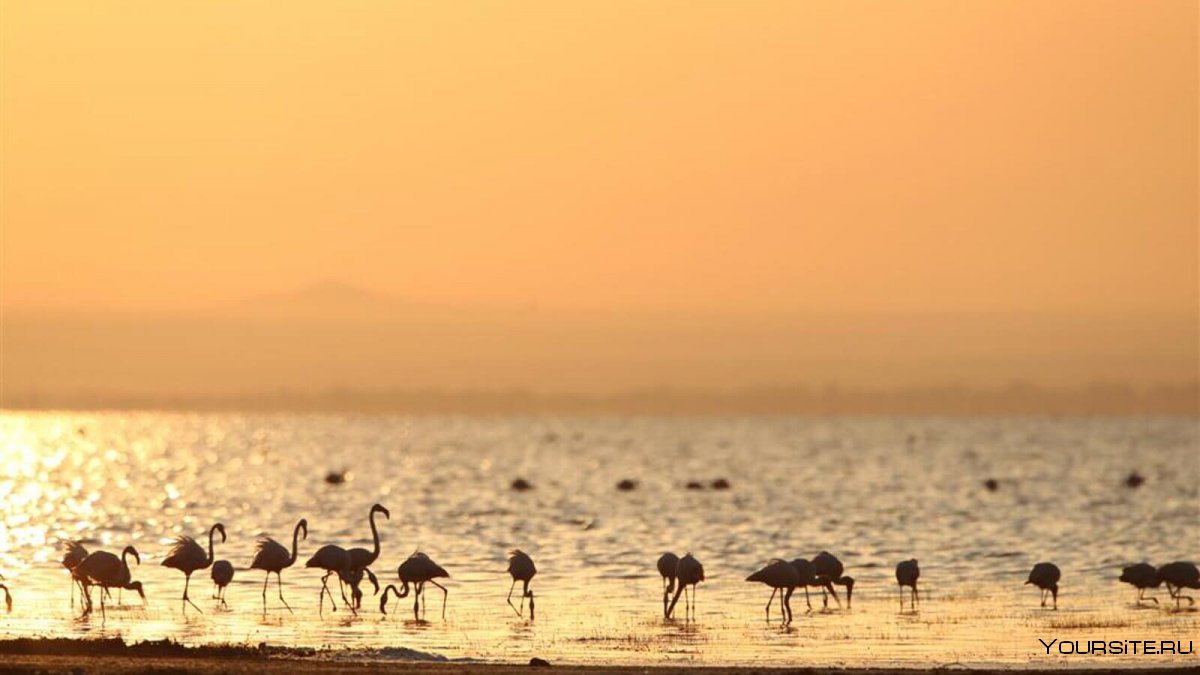 Танзания озеро Маньяра гиппопотамы и Фламинго