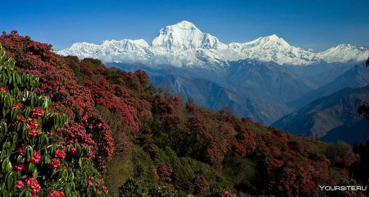 Непал цветение рододендронов