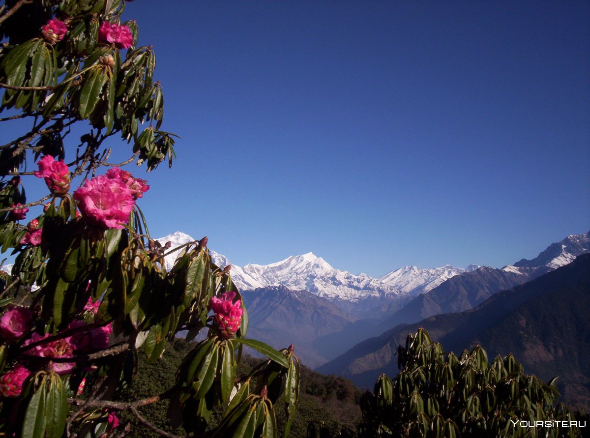 Цветок с вершины Гималаев