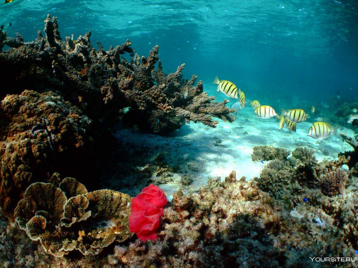 Коралловый риф Нингалу