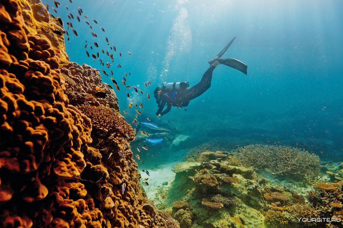 Коралловый риф фото высокого разрешения