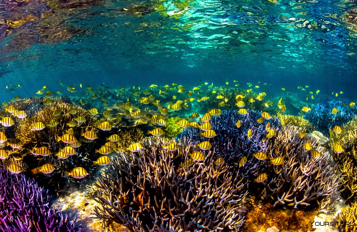 Avstraliya коралловое море