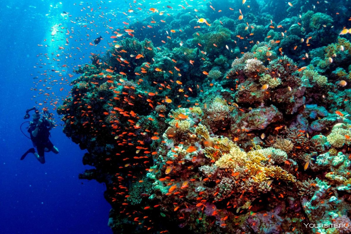 Большой барьерный риф фото под водой