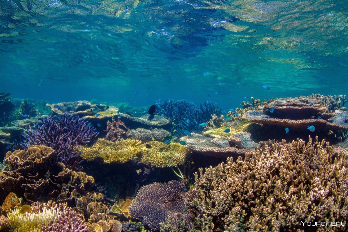 Дайвинг Австралия Барьерный риф