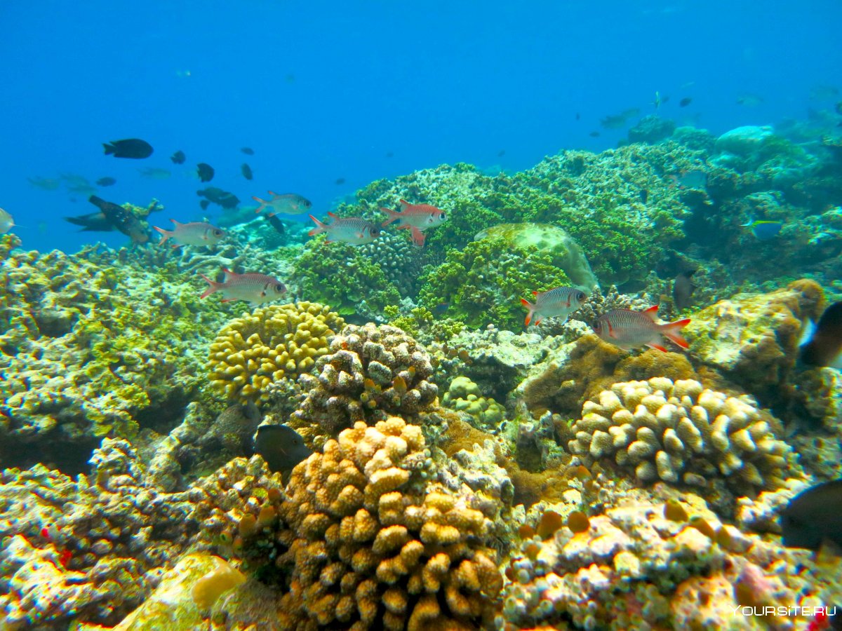 Большой Барьерный риф туризм