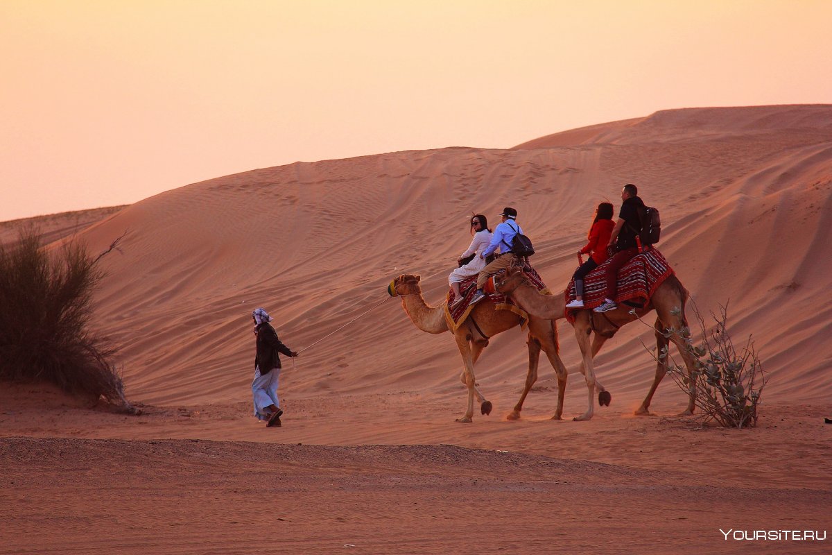 Сафари в Дубае и Верблюды
