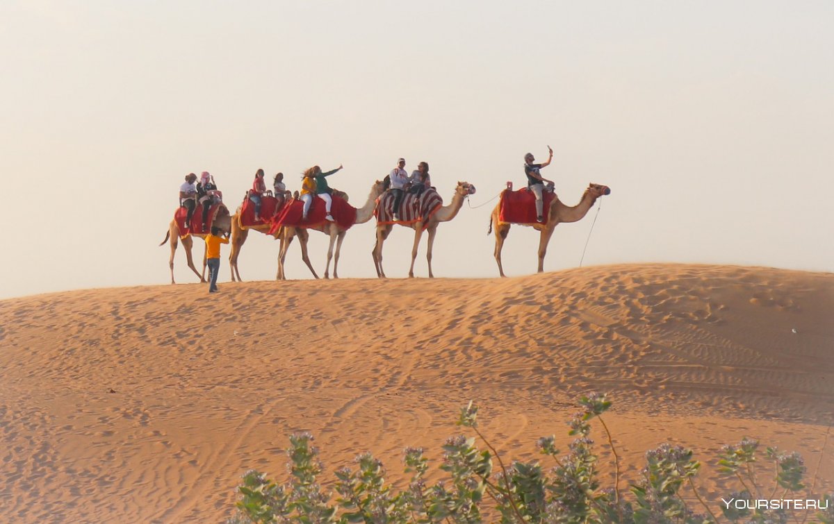Сафари в Эмиратах