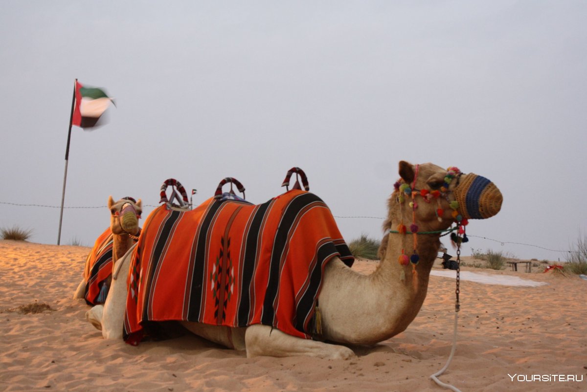 Сафари в Дубае и Верблюды