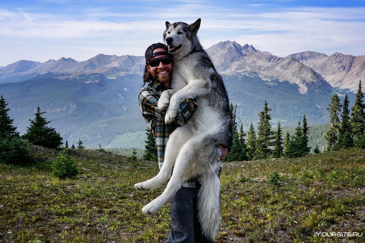 Собака волк с человеком