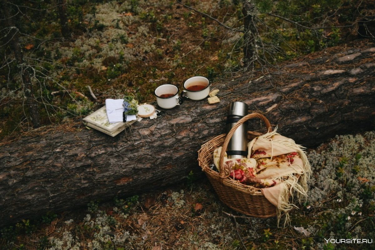 Пикник на природе в лесу
