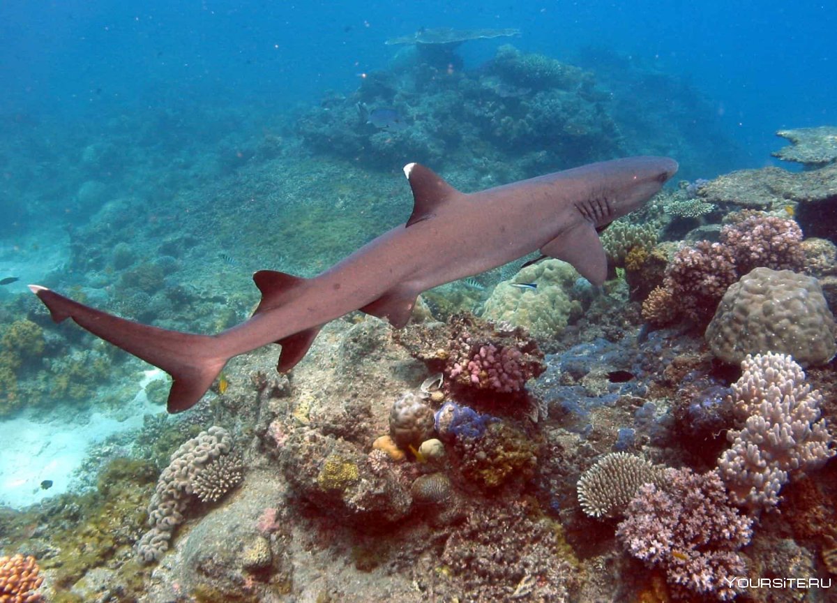 Маршальские острова акулы