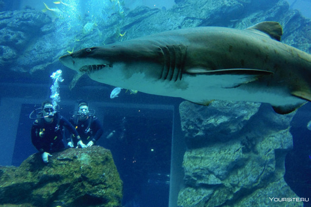 Whitetip Reef Shark подводный мир