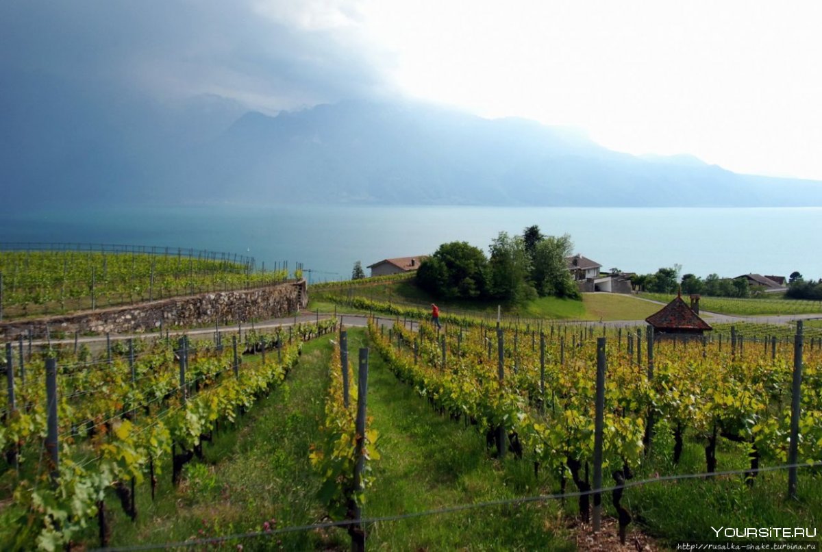 Виноградники Лаво в Швейцарии