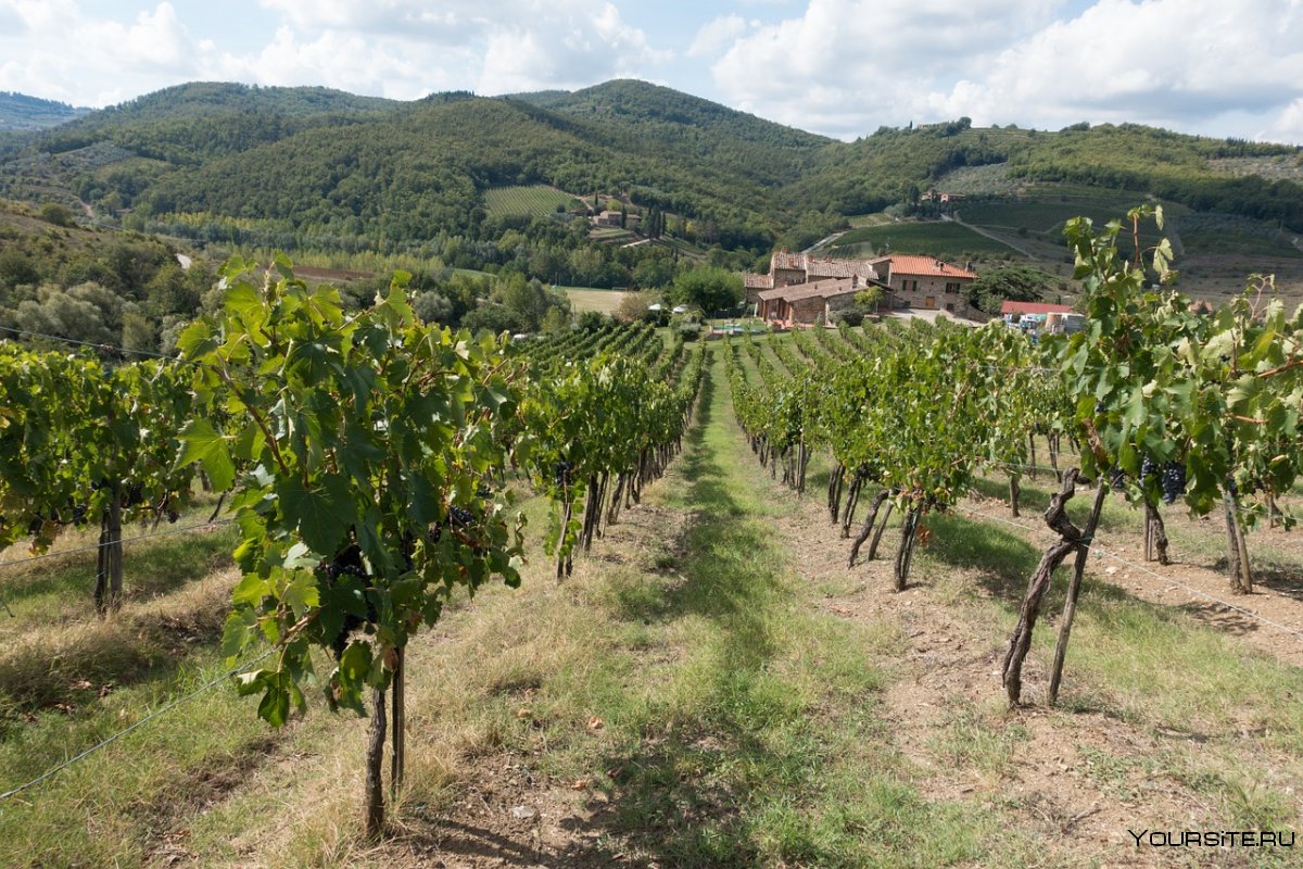 Долины Дору в Португалии виноградники