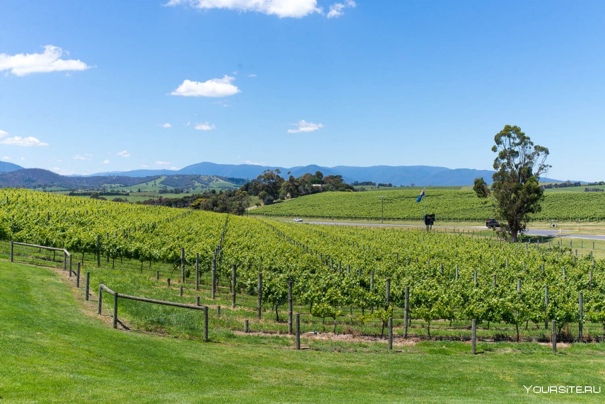 Штат Виктория Австралия виноградники