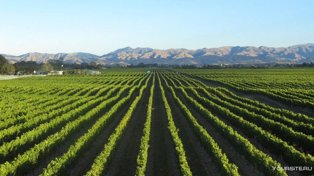 Марлборо (Marlborough, новая Зеландия) виноградники