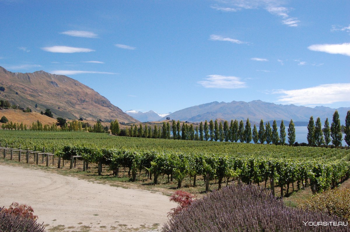 Central Otago Wine Region