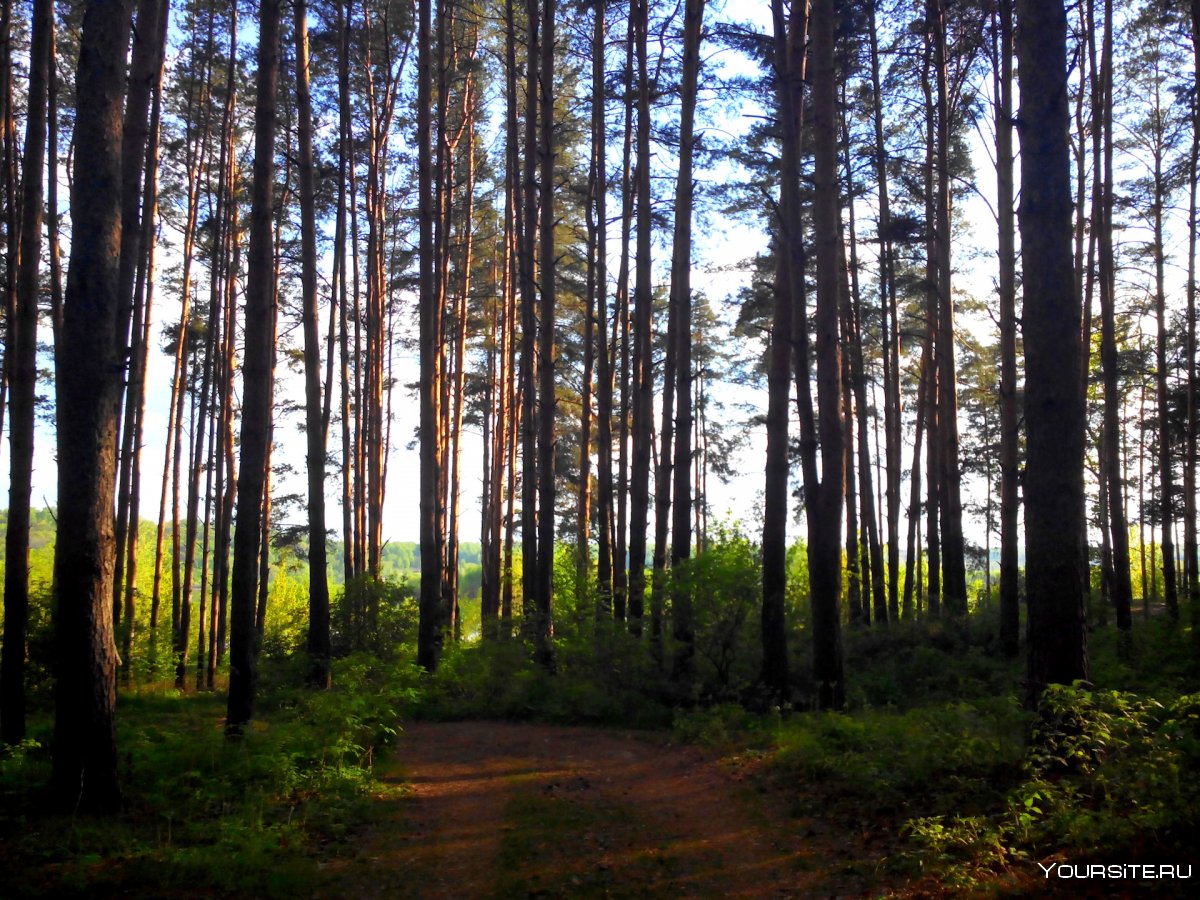 Стригино лес Нижний Новгород