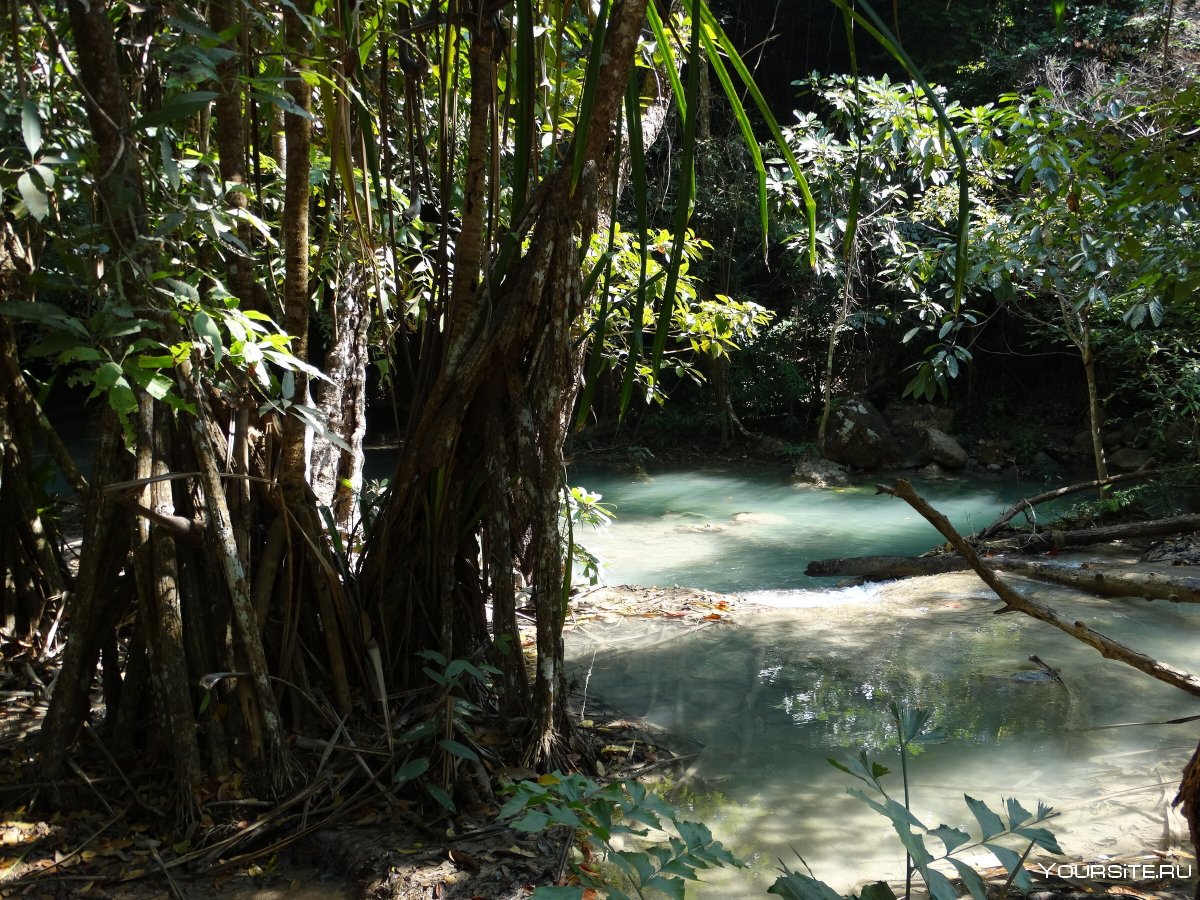 Тайланд природа джунгли