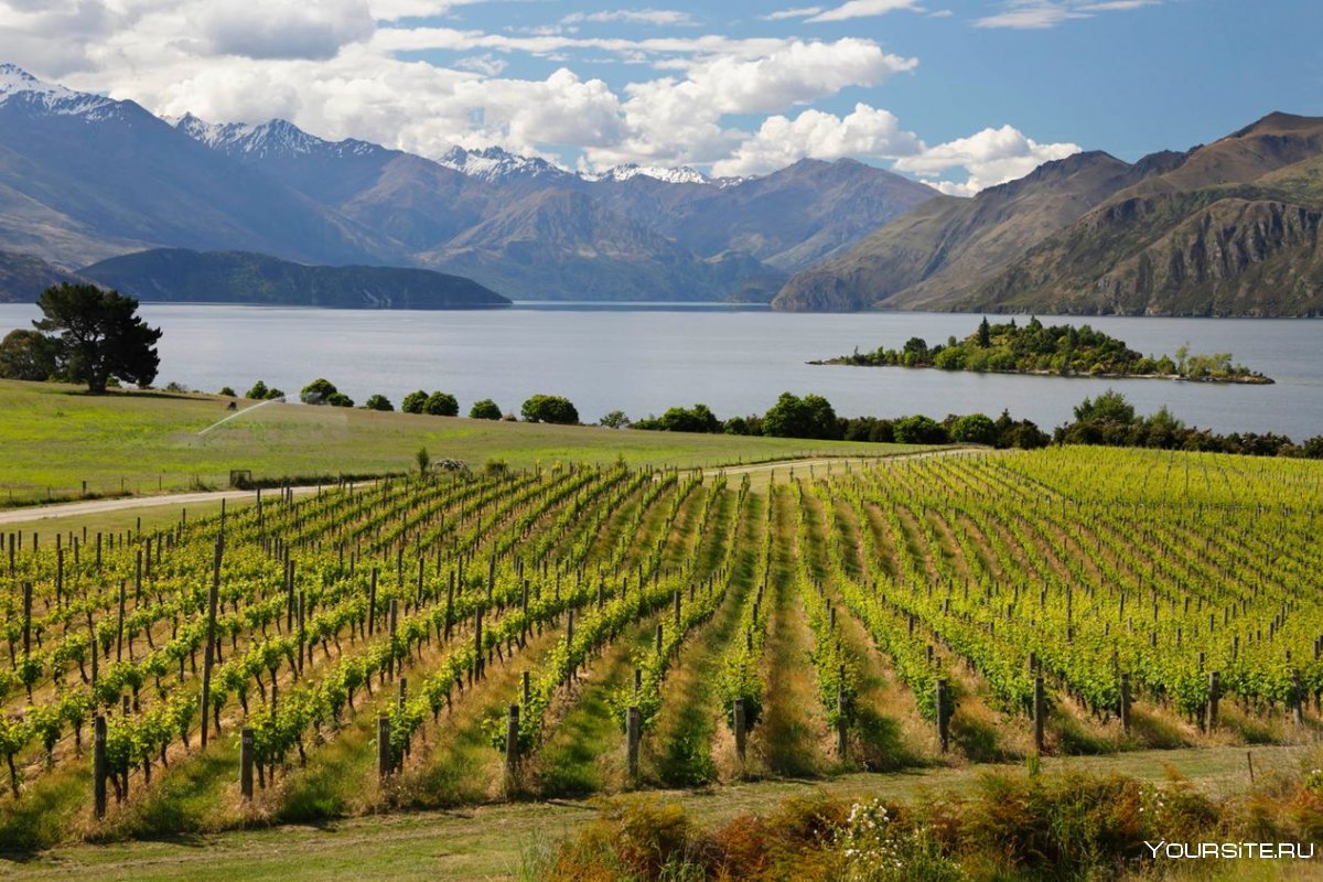 Долина Мальборо новая Зеландия вино