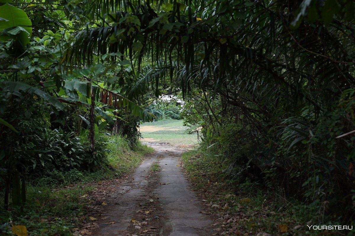 Дорога в джунглях