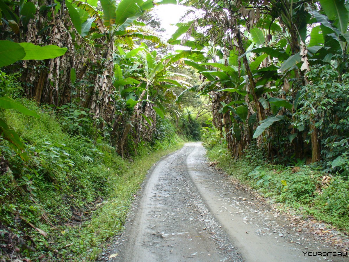Дорога тропики