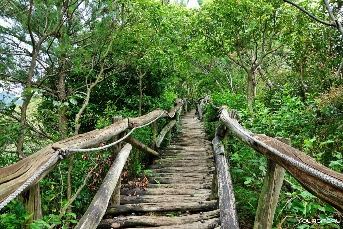 Деревянный мост в джунглях
