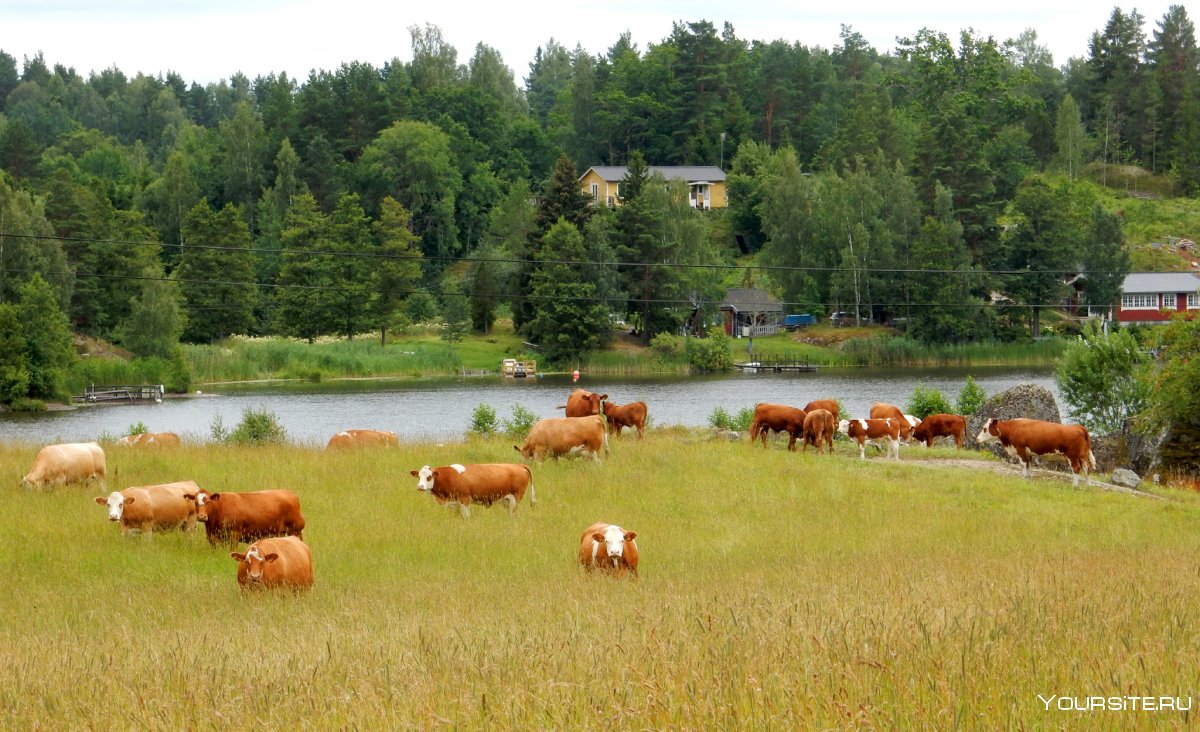 Деревня Луга коровы