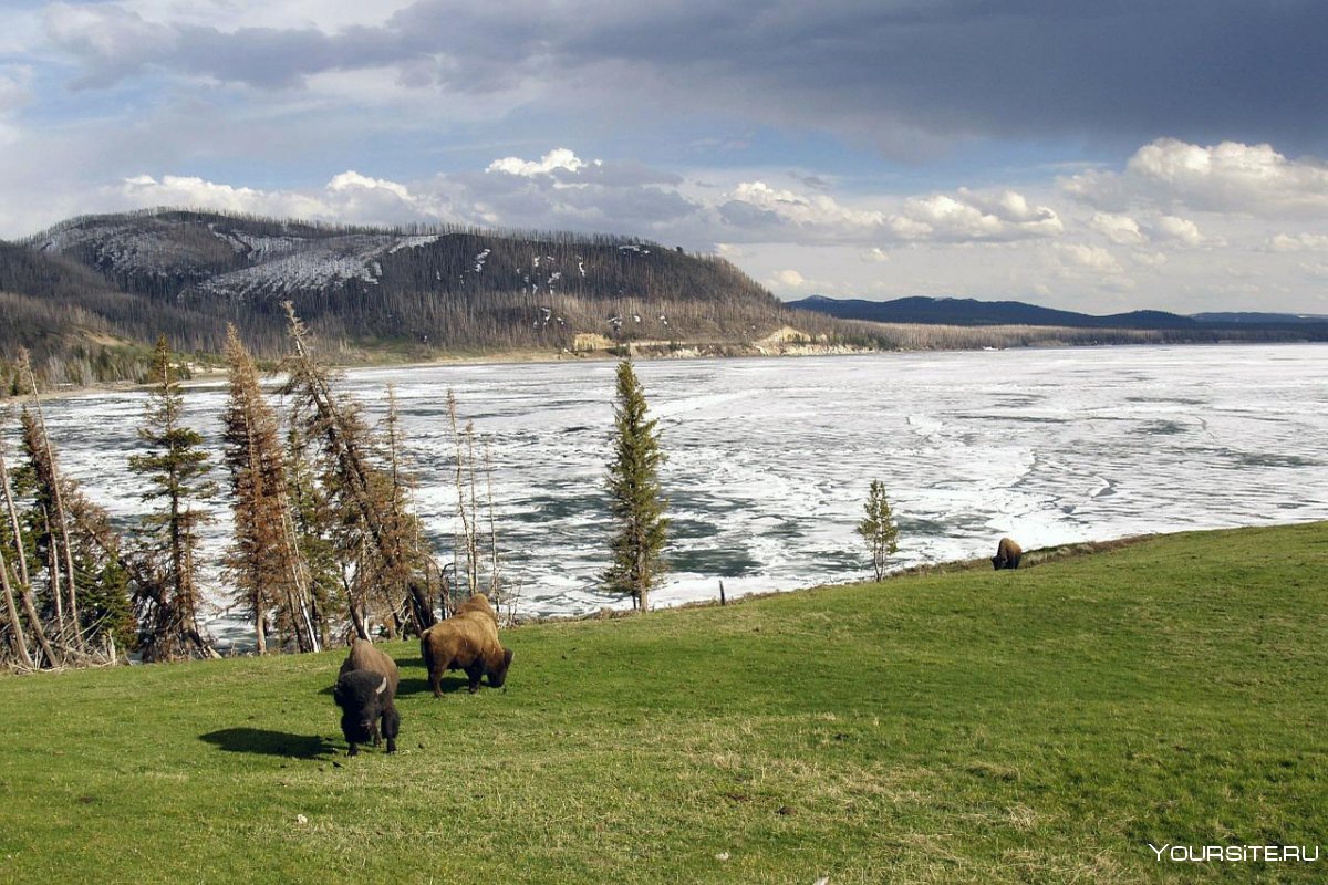 Yellowstone National Park зимой