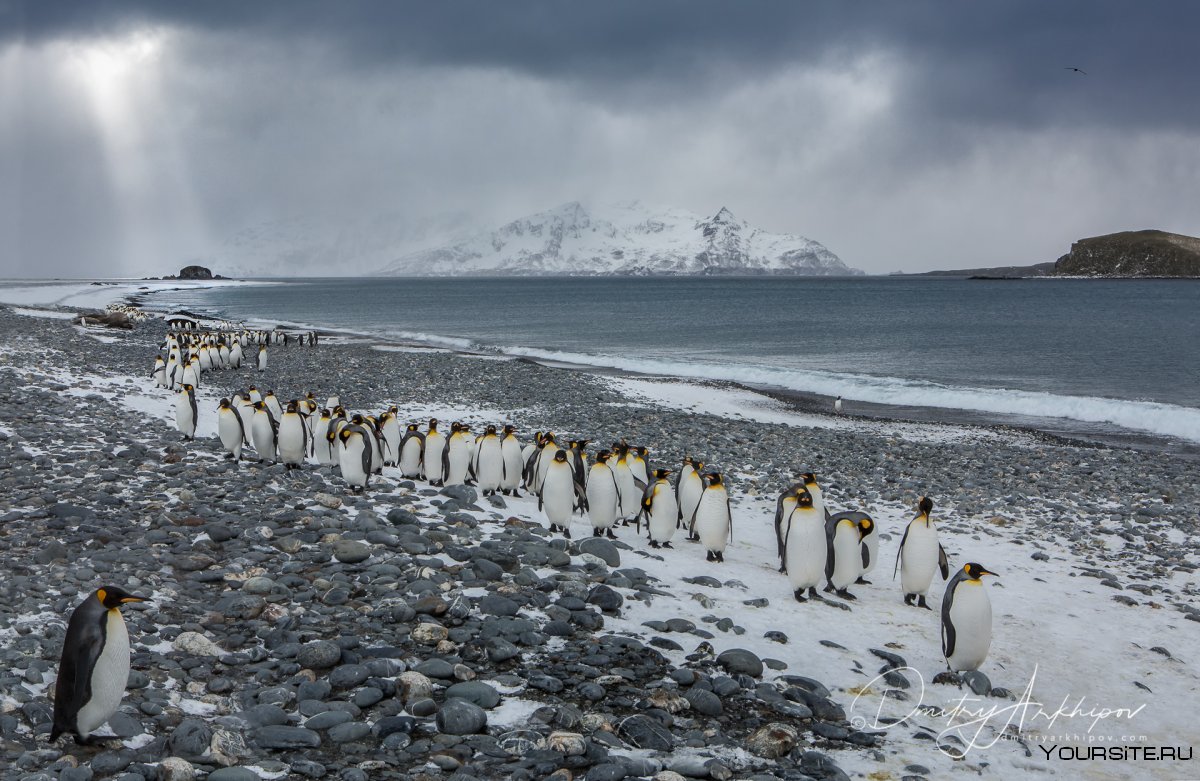 Королевские пингвины Южная Георгия