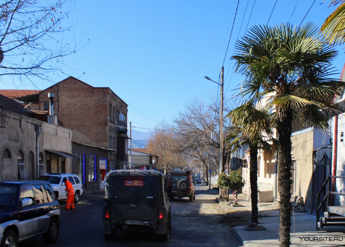 Растут ли пальмы в Тбилиси
