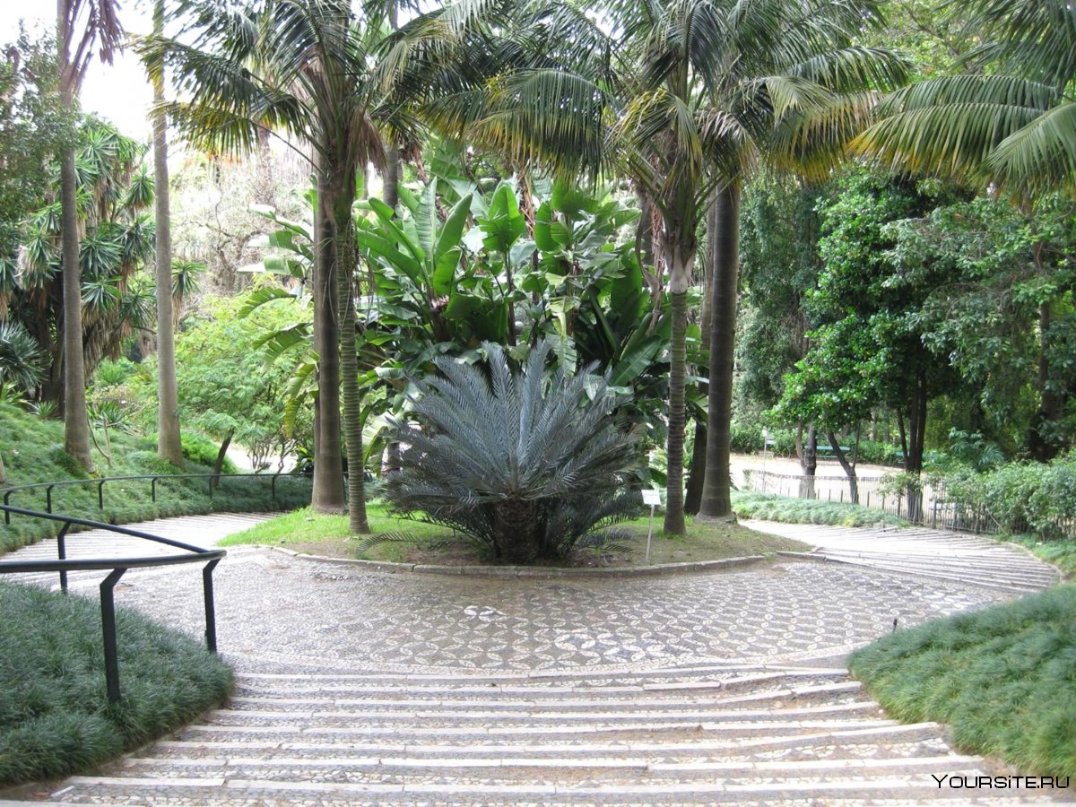 Palm Tree Garden Раин