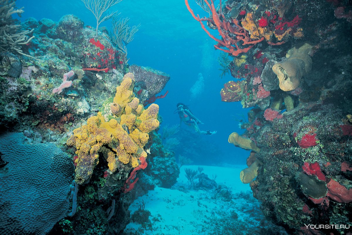 Коралловый риф Косумель