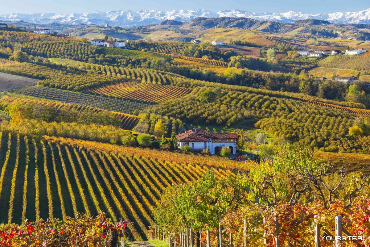 Виноградные плантации в Италии