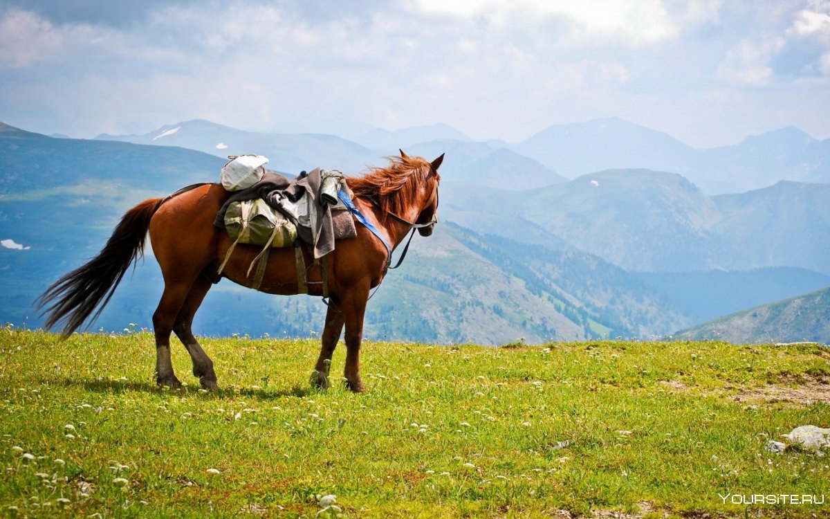 Севастополь конные прогулки Черноречье