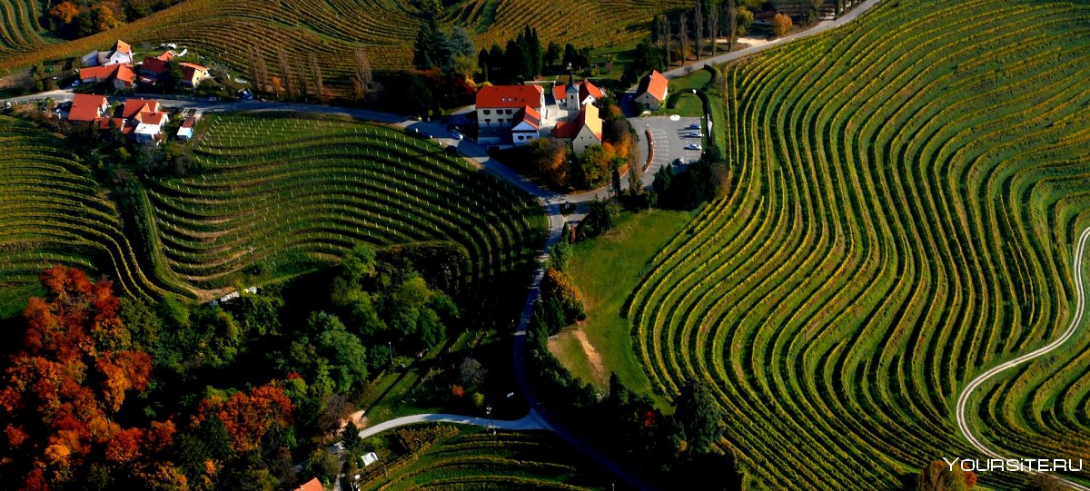 Виноградники в Словении