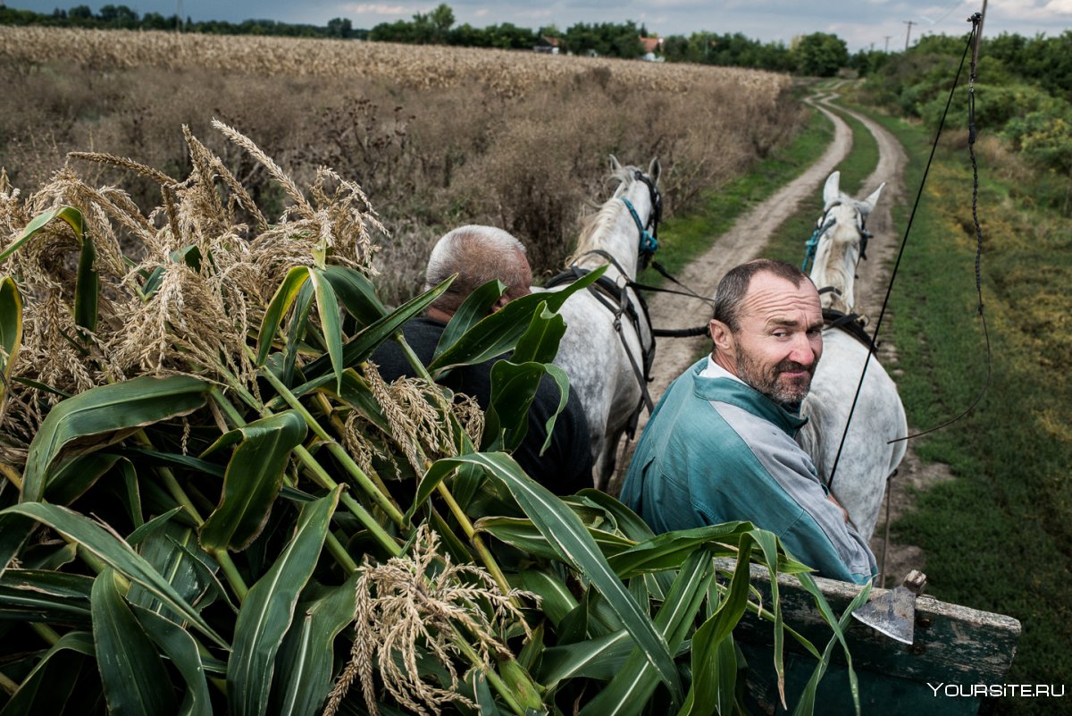 Сельскохозяйство Венгрии