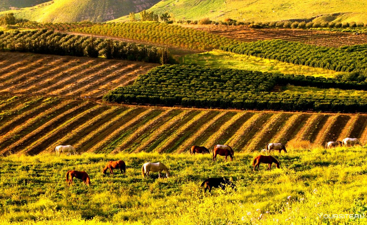 Хозяйство Израиля